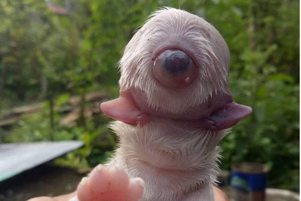 O cachorro com um olho e duas línguas chama Ciclope