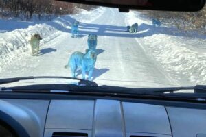 A teoria é que os cachorros tiveram contato com produtos químicos que têm essa coloração