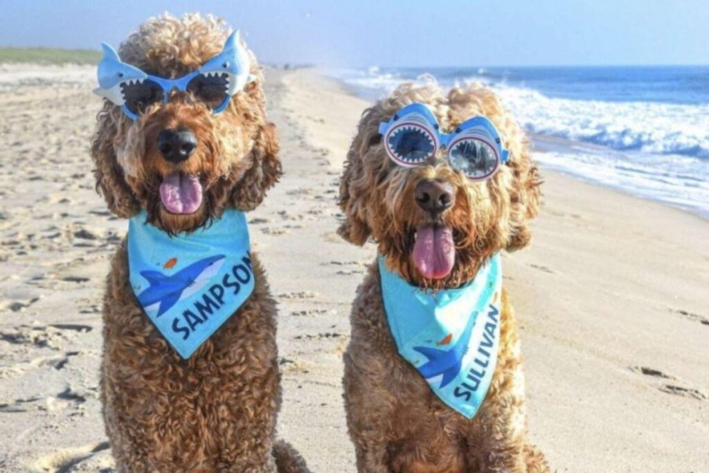 Cães encontram esconderijo fofo