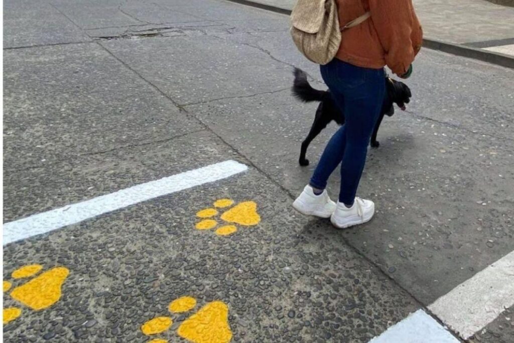 Chile cria faixas exclusivas para cães e gatos atravessarem a rua