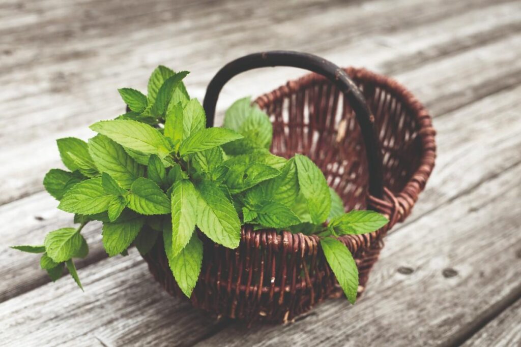 A hortelã pode ser servida de várias formas no cardápio do seu filho