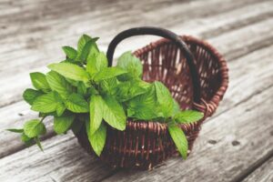 A hortelã pode ser servida de várias formas no cardápio do seu filho