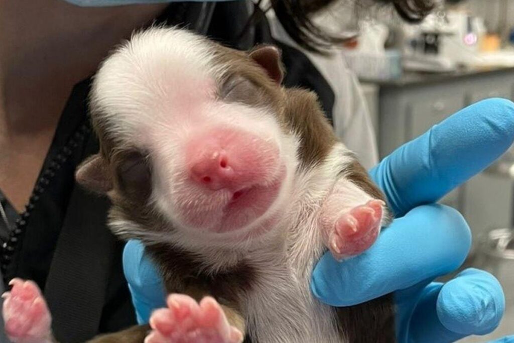 Cachorra nasce com 6 patas e 2 rabos