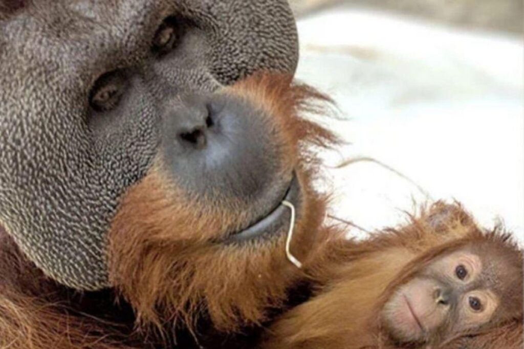 Ele assumiu o papel dela