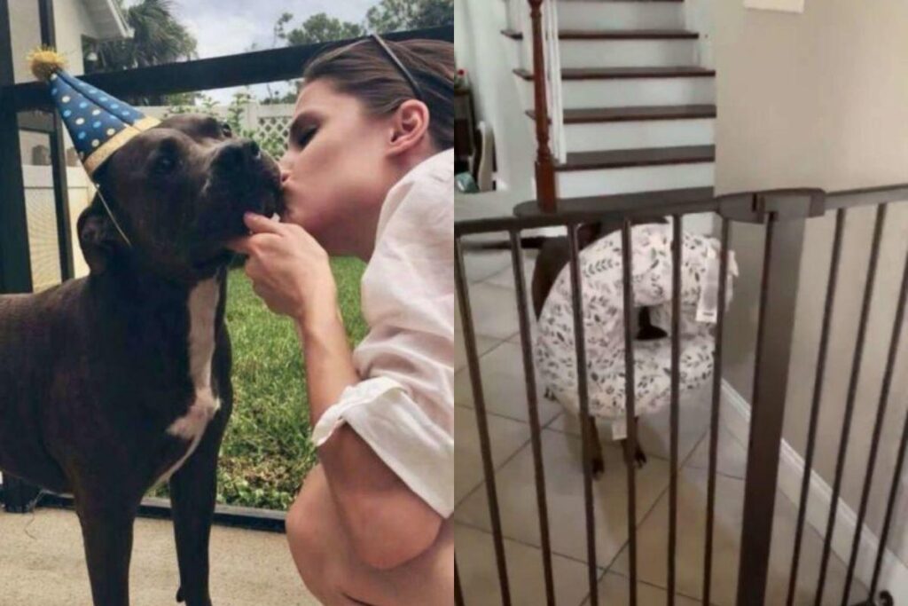 Pitbull pega almofada de amamentação para acalmar a bebê quando ela está chorando