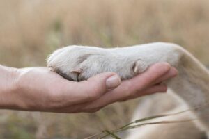 Ao invés de presentes, menino pede de aniversário suprimentos para ajudar animais