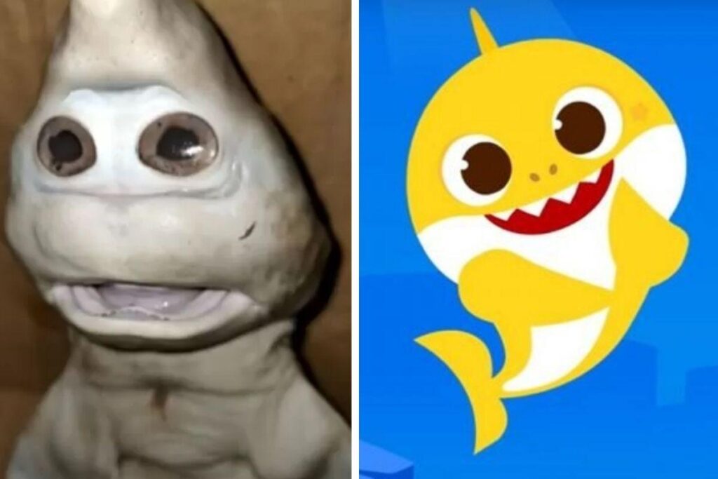 O tubarão foi comparado com o Baby Shark por causa dos olhos gigantes