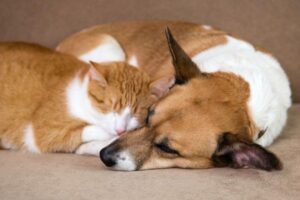 Venda de pets é proibida