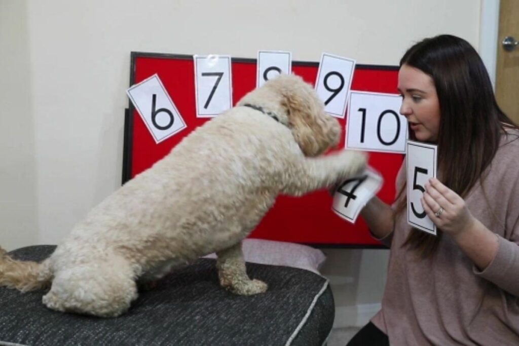 Cachorro que sabe soletrar