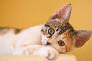 No quesito inteligência, os donos de gato foram os que mais pontuaram no estudo