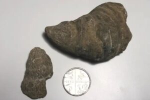 Um menino de 6 anos de idade descobriu um fóssil no quintal de casa