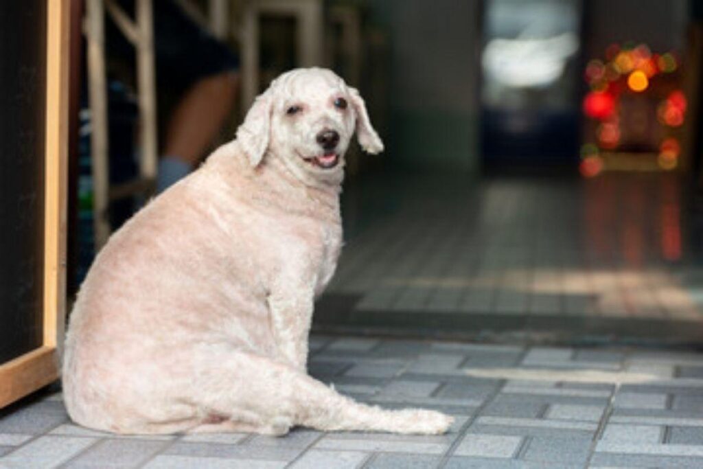 Pets ganham peso na pandemia