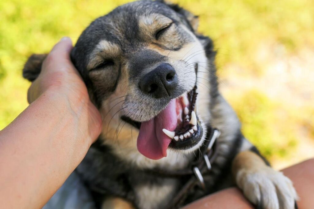 Pesquisa mostra que 71% das famílias que têm pet não superariam 2020 sem eles