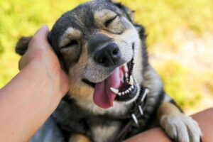 Pesquisa mostra que 71% das famílias que têm pet não superariam 2020 sem eles