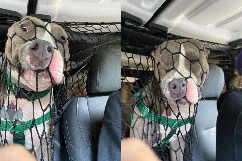 O animal de estimação usou o item de segurança para brincar