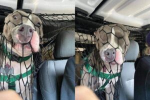 O animal de estimação usou o item de segurança para brincar