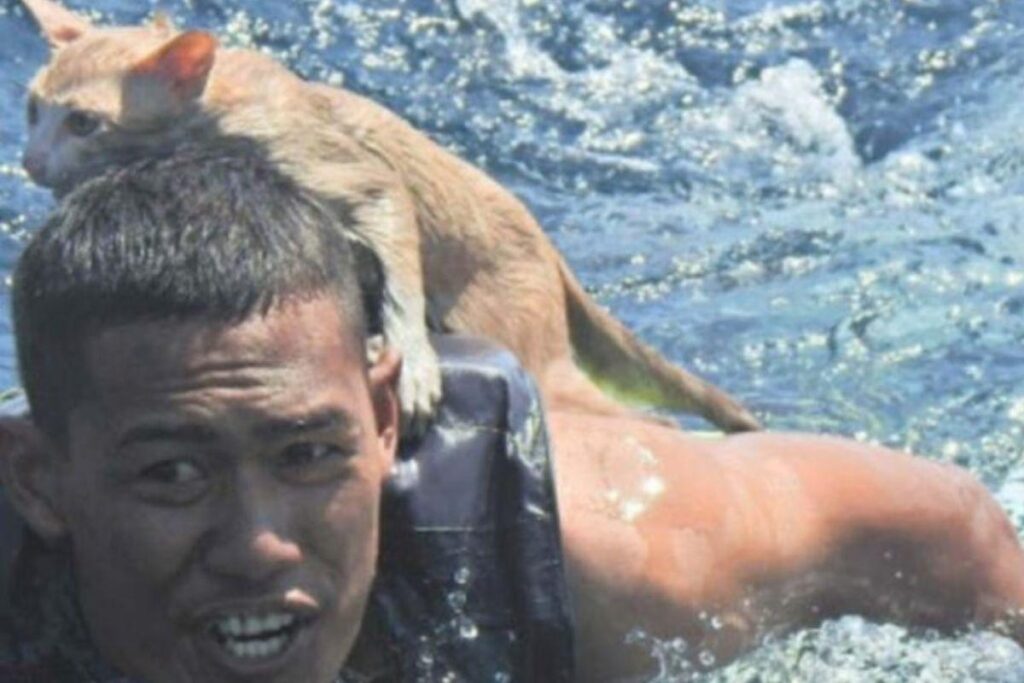 Homem resgata quatro gatos de navio em chamas