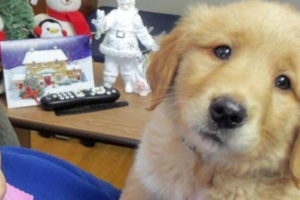 Casa de repouso adota filhote