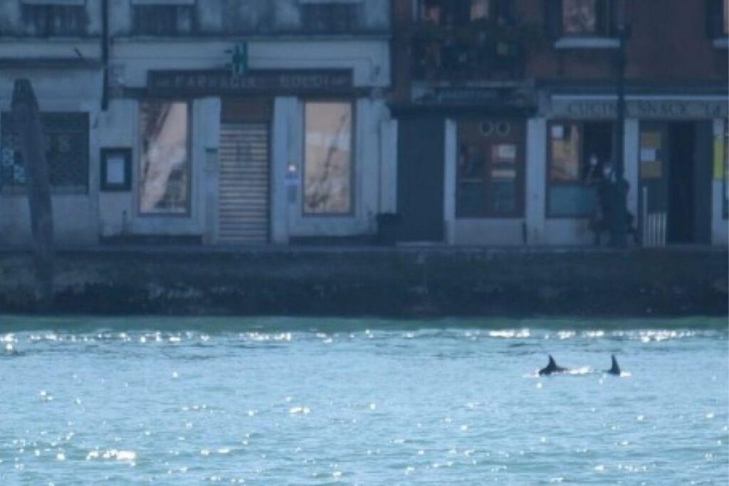 Sem turistas por conta da pandemia, golfinhos são flagrados nadando em Veneza