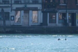 Sem turistas por conta da pandemia, golfinhos são flagrados nadando em Veneza