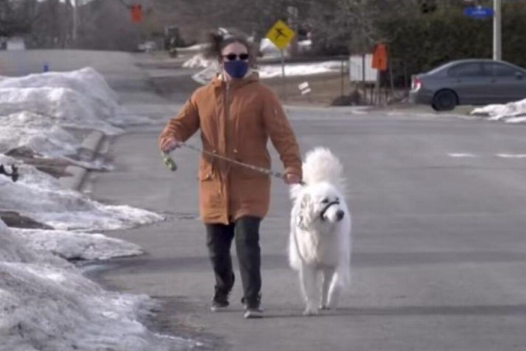 Cachorra faz carro parar no meio da rua para ajudar dona que teve convulsão