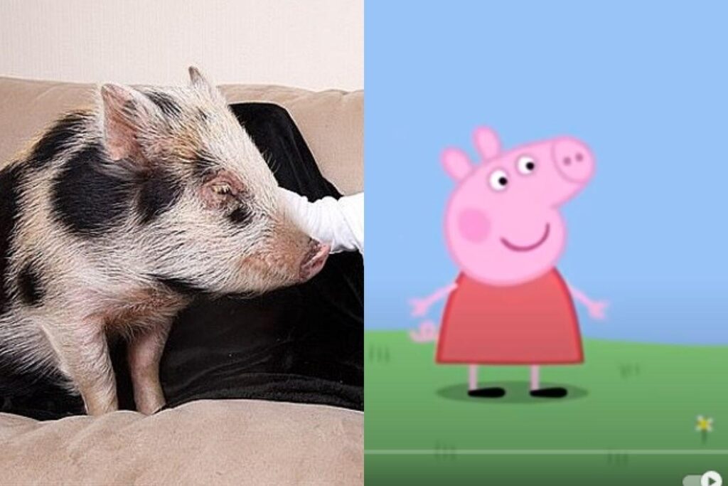 Menino ganha Peppa Pig na vida real