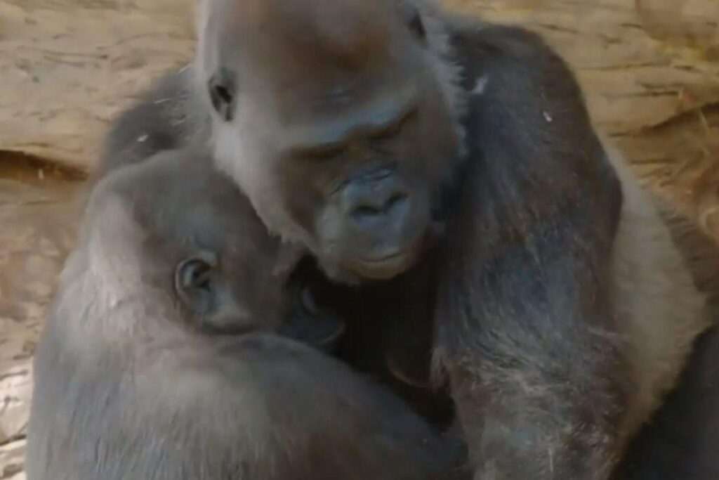 Macacos recebem vacina contra Covid-19 nos EUA