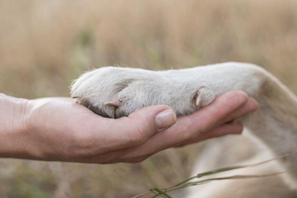 Vira-latas são os favoritos