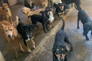 Cerca de 50 cães precisam de um novo lar