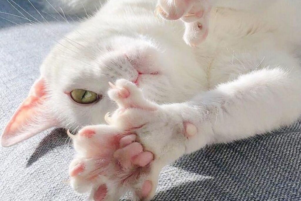 Gato é pego transportando drogas