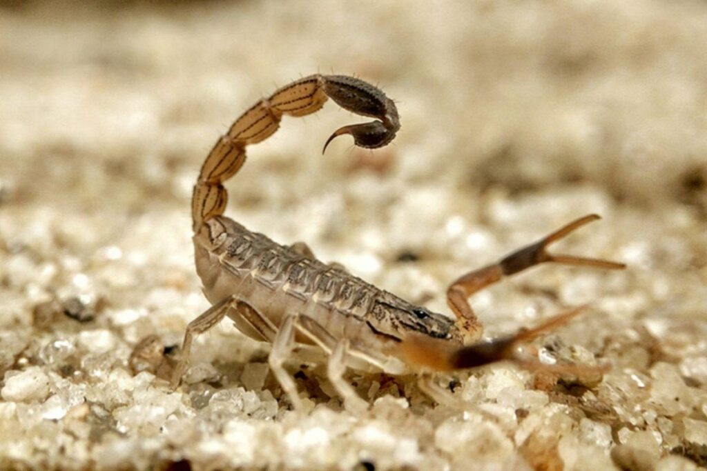 Menino não resiste após picada de escorpião