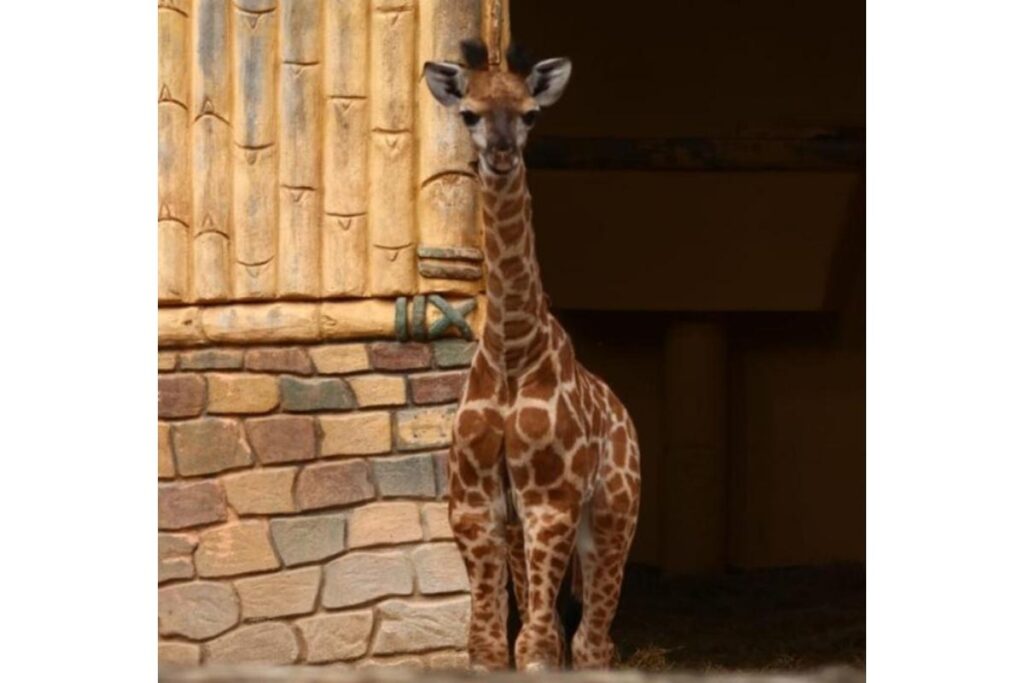 É recomendado que as girafas permaneçam junto com seus filhotes após o nascimento para auxiliar no desenvolvimento do bebê