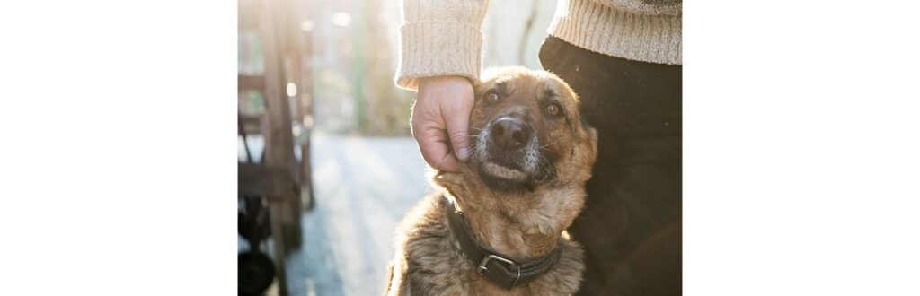 A guarda responsável é superimportante para o bem-estar do pet no acolhimento da família
