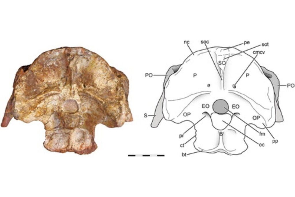 Pesquisadores encontram fóssil de dinossauro na Patagônia