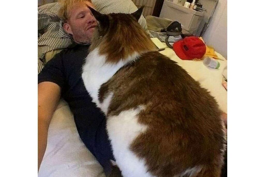 Pessoas compartilharam fotos dos gatos enormes na web