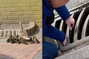 A população ajudou a resgatar os filhotes de pato