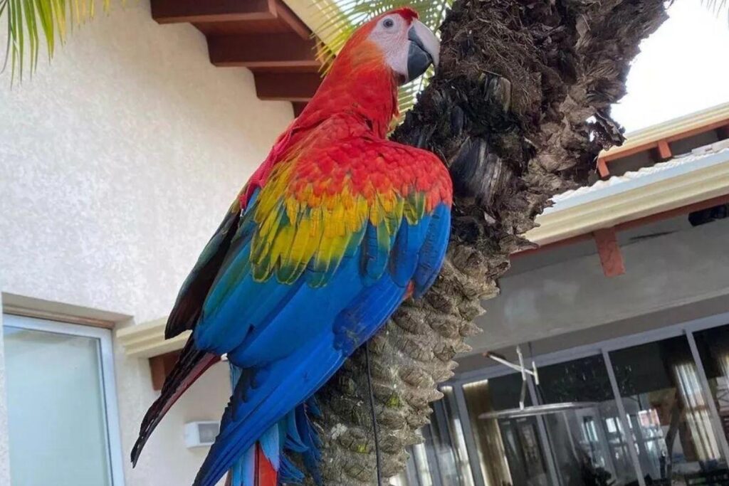 Menina canta para arara dormir
