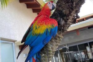 Menina canta para arara dormir