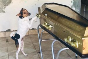 Toy lamenta a perda da dona em velório