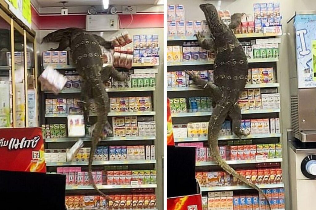 Lagarto invade mercado na Tailândia