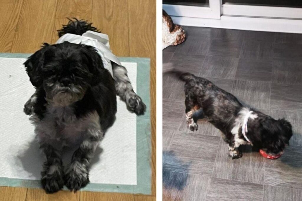 Cachorro que não conseguia mexer as pernas volta a andar e família comemora: “Foi um milagre”