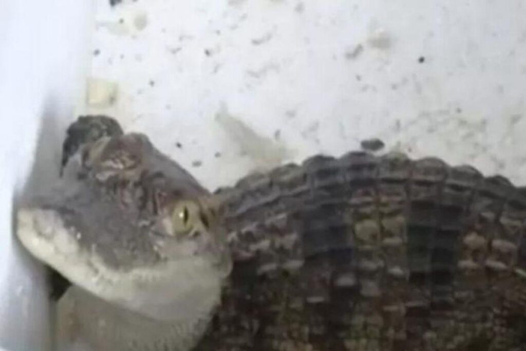 Homem compra peixe e recebe crocodilo