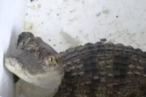 Homem compra peixe e recebe crocodilo