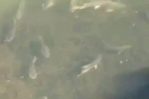Peixes são vistos nadando em trecho do rio Pinheiros, em São Paulo