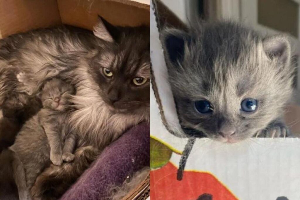 Os filhotes nasceram dois dias após a gata ser resgatada das ruas