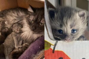 Os filhotes nasceram dois dias após a gata ser resgatada das ruas