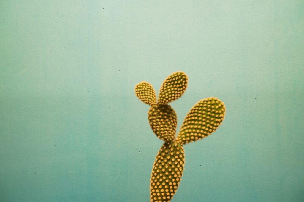 Além da coceira, a alergia também traz manchas vermelhas na pele