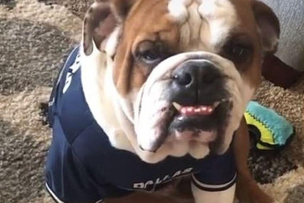 Para se comunicar com o pet de estimação, o dono precisou aprender espanhol