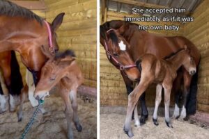 Égua que perdeu filhote adota potro órfão e passa a cuidar dele como se fosse biológico