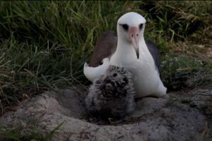 Aos 70 anos, pássaro mais velho do mundo dá à luz outro filhote